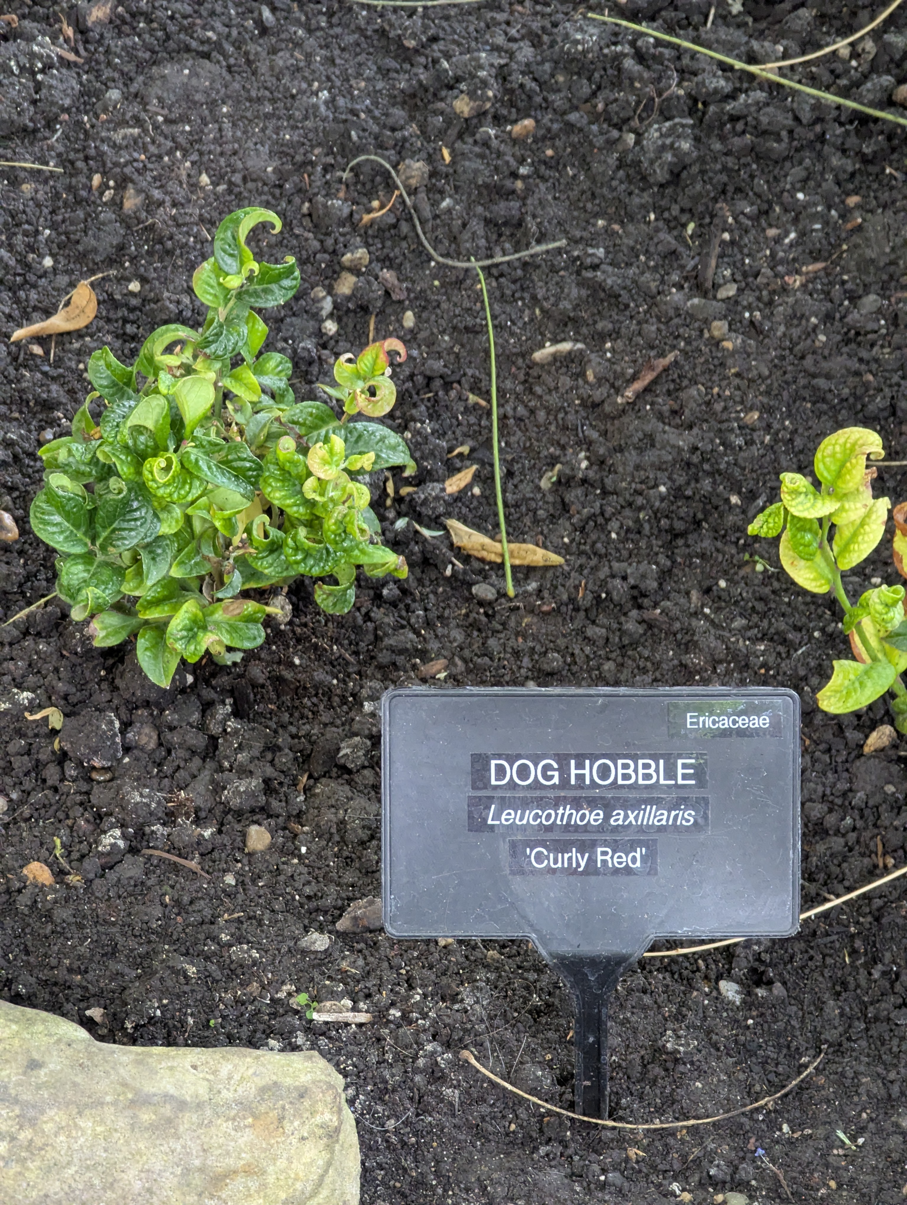 Birthday Trip to Canada, Edmonton, Pyramids, Muttart Observatory